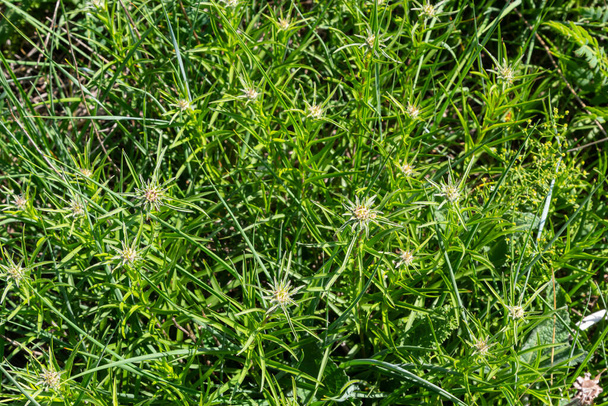Carlina biebersteinii plant at field at nature. Carlina vulgaris or Carline thistle, family Asteraceae Compositae. Carlina corymbosa. - Photo, Image