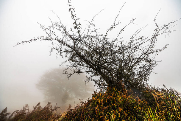 Падение листьев окрашивает осень в лесу. Лесной массив Отаррета, природный парк Горбеа, Бизфелия, Испания - Фото, изображение