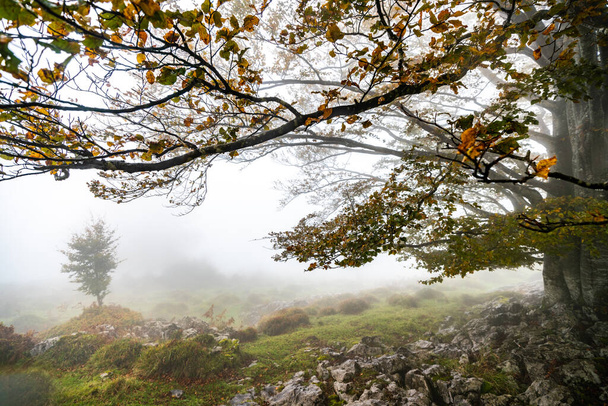 Las hojas caídas en el bosque complementan la temporada de otoño. Bosque de Otzarreta, Parque Natural de Gorbea, Bizkaia, España. - Foto, imagen