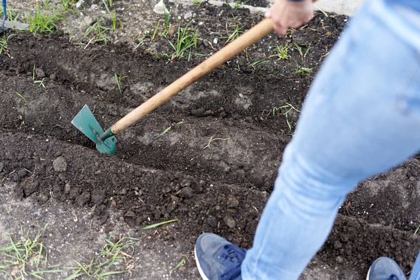 Foto ritagliata di una persona irriconoscibile che usa una zappa per coltivare il terreno di un orto domestico - Foto, immagini