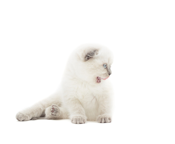 funny lop-eared British kitten meows on a white background - Фото, зображення