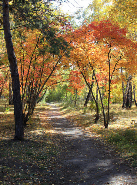 Autumn landscape - path in a mixed forest - Valokuva, kuva