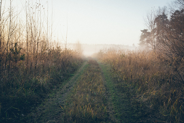 朝霜の美しい霧の草原。レトロな粒子の粗いフィルム l - 写真・画像