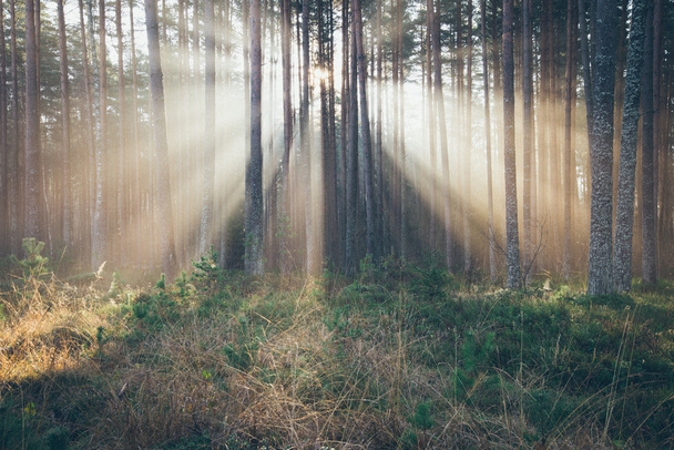 schöne Lichtstrahlen im Wald durch Bäume. Retro körniger Film - Foto, Bild
