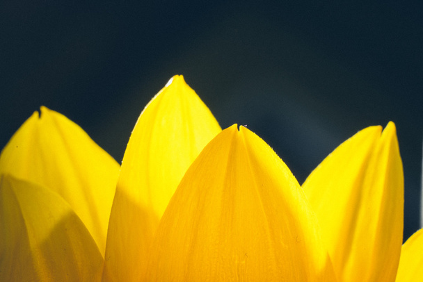 Beautiful defocus blur background with tender flowers. Retro gra - Foto, imagen