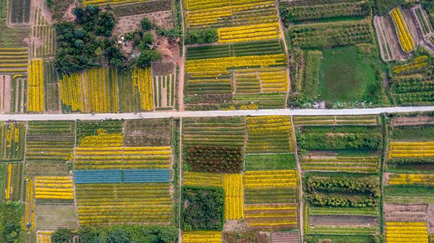 Chrysanthemum indicum field in Hung Yen Province, Vietnam from aerial view - Photo, Image