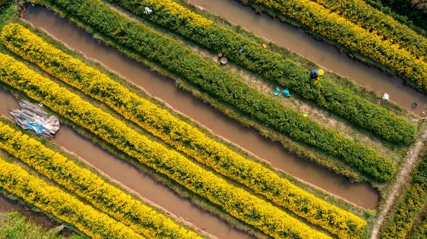 Campo de Chrysanthemum indicum na província de Hung Yen, Vietnã, a partir de vista aérea - Foto, Imagem