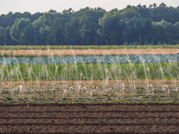 Bewässerung des Feldes in der Trockenzeit während des Sommers in dem kleinen Dorf in der Nähe von Warschau - Foto, Bild