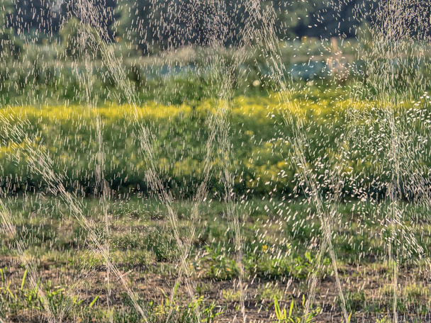Watering the field in the dry season during the summer in the small village near the Warsaw - Fotografie, Obrázek