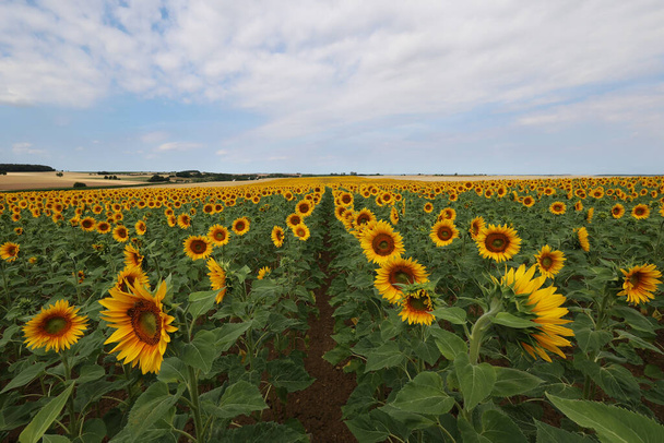 Sunflowers. Blooming field of sunflowers in summer. - Fotografie, Obrázek