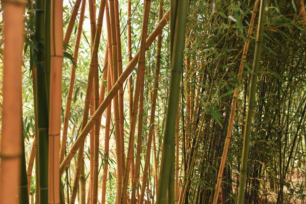 Bamboo branches in the rainforest - Фото, изображение