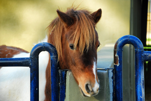 Pony - Photo, Image
