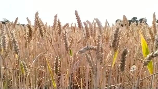 Organic farming with growing wheat production and harvesting grainfield in summer for agricultural grain crop and food production after drought and idyllic countryside farm with golden grain cereals - Imágenes, Vídeo