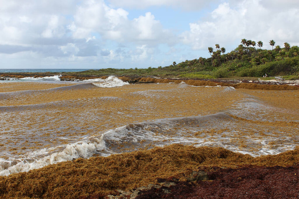 Τα φύκια ρυπαίνουν στην παραλία του Μεξικού. Ένα μάτσο φύκια ξεβράστηκαν στην ακτή.. - Φωτογραφία, εικόνα