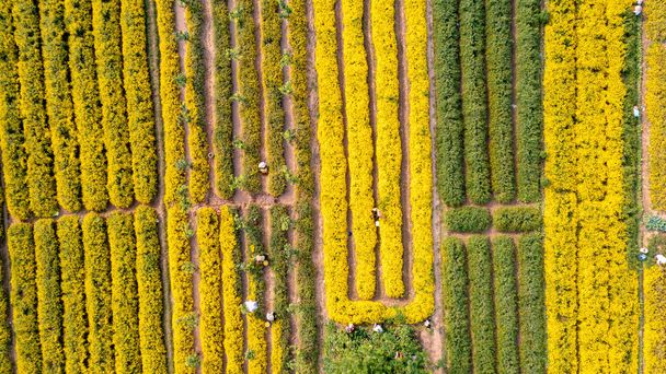 Campo de Chrysanthemum indicum en la provincia de Hung Yen, Vietnam desde la vista aérea - Foto, Imagen