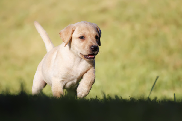 labrador puppy - 写真・画像