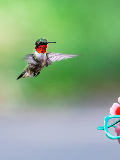 Male ruby-throated hummingbird approaches a nectar feeder. - Fotó, kép