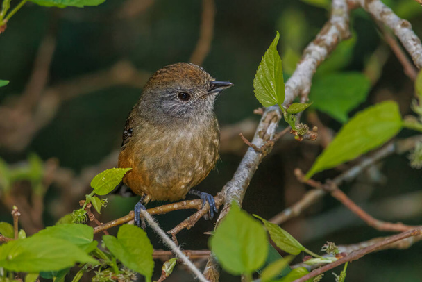 A small flycatcher from the deep of the rainforest - Foto, imagen