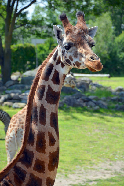 Жираф (Giraffa camelopardalis) - африканское копытное копытное млекопитающее, самое высокое из ныне живущих наземных животных и самое крупное жвачное животное.. - Фото, изображение