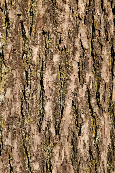 The Texture on A tree Trunk - Photo, Image
