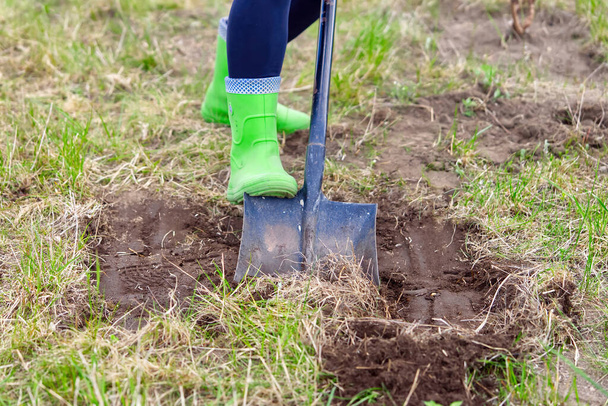 zahradník vykopává půdu lopatou v zahradě, zemědělský koncept. zavřít - Fotografie, Obrázek