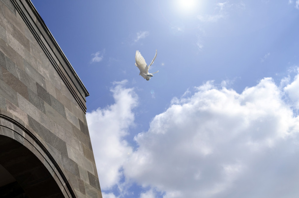Gołąb w powietrzu skrzydła szeroko otwarte przed błękitne niebo - Zdjęcie, obraz