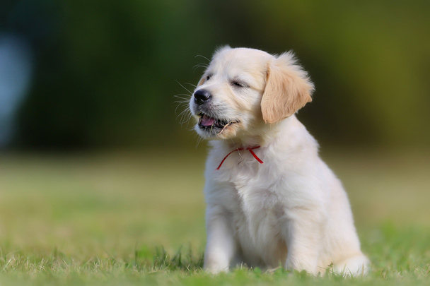 Sitting golden retriever puppy - Photo, Image