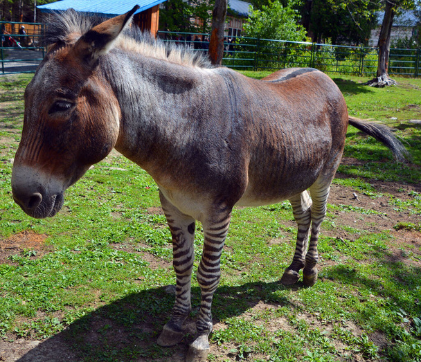 zebroid is the offspring of any cross between a zebra and any other equine to create a hybrid - Fotó, kép