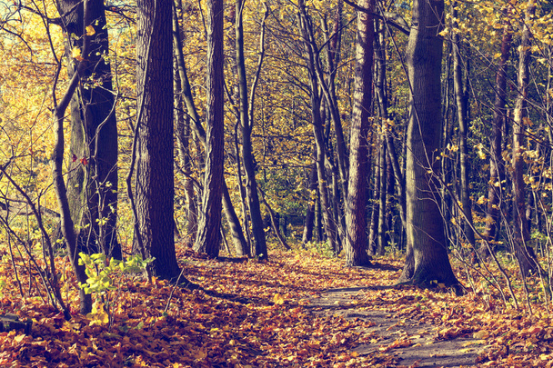 Colorful autumn trees in forest, vintage look - Fotografie, Obrázek