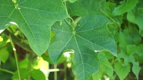 Jatropha curcas (Also called jarak pagar, physic nut, Barbados nut, poison nut, bubble bush, purging nut, castor oil plant, hedge castor oil plant) leaves. Indonesian use the latex to stop bleeding - Materiał filmowy, wideo