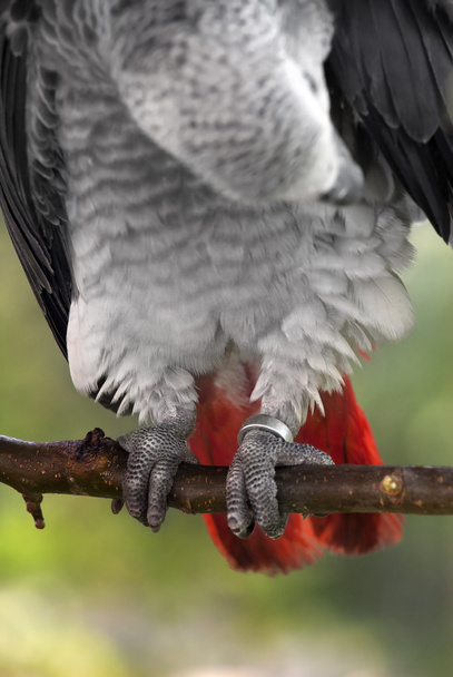 Amazona gris africana
 - Foto, Imagen
