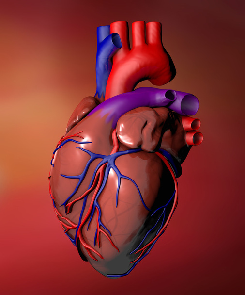 Anatomia cardíaca
 - Foto, Imagem