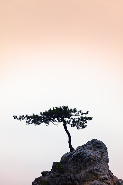 Мовчання - маленька дерево на мало рок - Фото, зображення