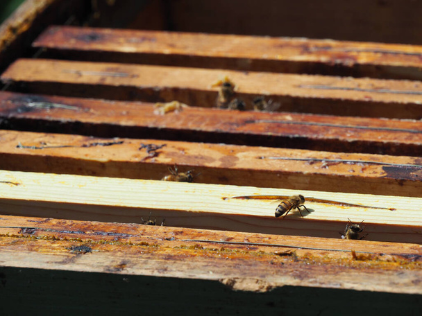Beekeeper working with bees and beehives on the apiary. Beekeeping concept. Beekeeper harvesting honey Beekeeper on apiary. - Foto, Imagem