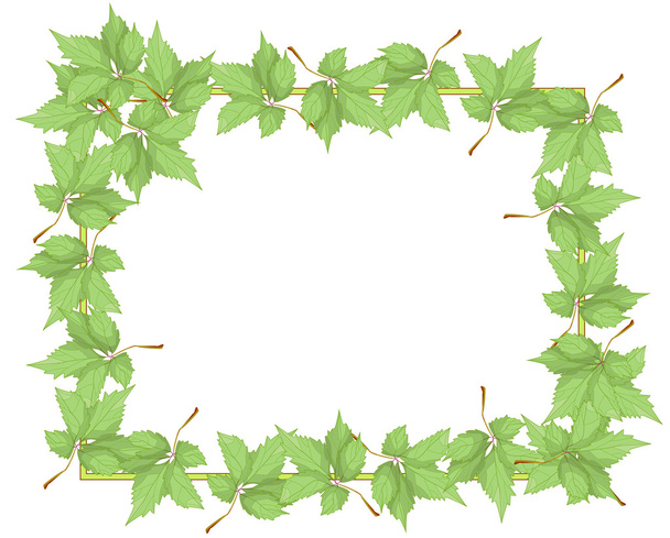 Frame with green leafs - Vektör, Görsel