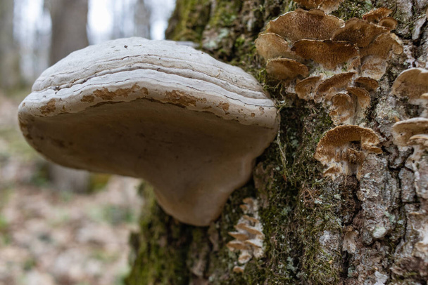 Large parasitic mushroom that grows on tree trunks, Fomes fomentarius. This mushroom is known by several names, tinder fungus, hoof fungus, tinder conk, tinder polypore or ice man fungus - Photo, Image