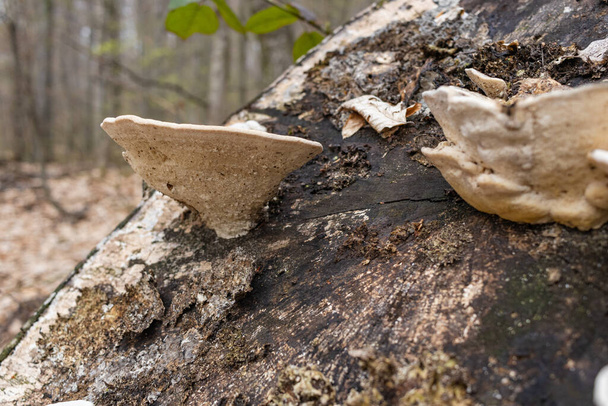 Gran hongo parásito que crece en troncos de árboles, Fomes fomarius. Este hongo es conocido por varios nombres, hongos de yesca, hongos de pezuña, conchas de yesca, poliporas de yesca o hongos de hombre de hielo. - Foto, Imagen