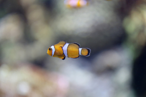 clownfish in Sea coral reef area. - Фото, зображення