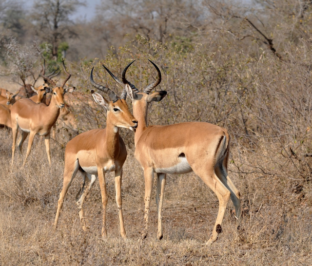 Afrikanische Tierwelt: Impala - Foto, Bild