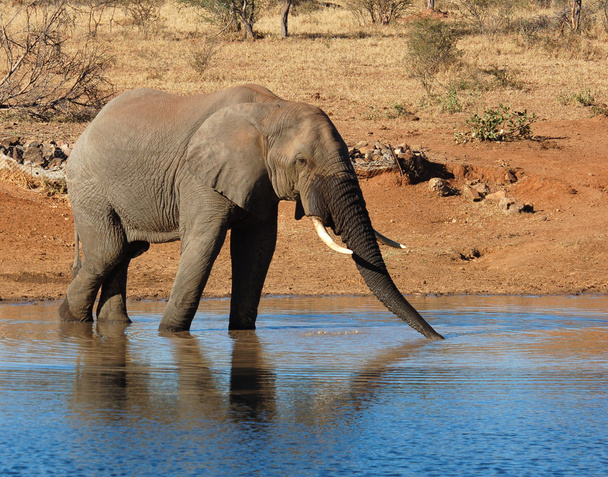 アフリカ象 - 写真・画像