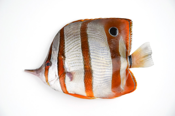 Orange Butterflyfish - Photo, Image