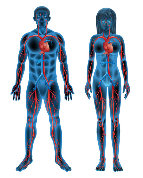 Серцево-судинна система людини
 - Вектор, зображення