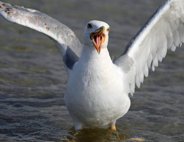 big white Seagull with a wide open beak that seems to scream. You can also see the tongue while it screams - Fotó, kép