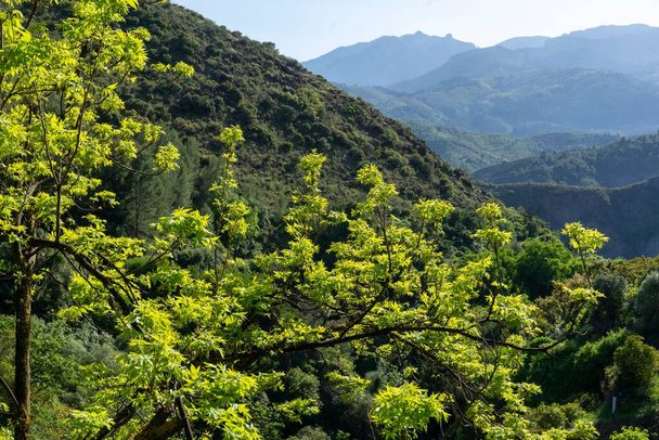 La rama con hojas verdes frescas con fondo de bosque de montaña - Foto, imagen