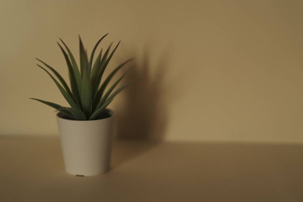 The close-up of an Aloe vera plant in the white flowerpot on the nude colored shelf - Foto, afbeelding