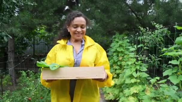 Charmante, multiethnische Bäuerin im gelben Mantel, die eine Holzkiste mit geernteten Feldfrüchten trägt und den Gemüseanbau inspiziert, während sie in ihrem eigenen Gemüsegarten spaziert - Filmmaterial, Video