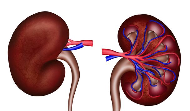Illustration of kidneys on white background. Human anatomy - 写真・画像