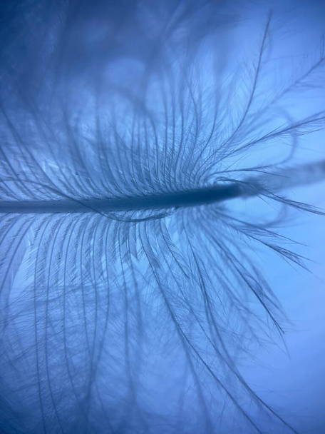The vertical macro of blue color bird feather - beautiful choice for backgrounds - Foto, imagen