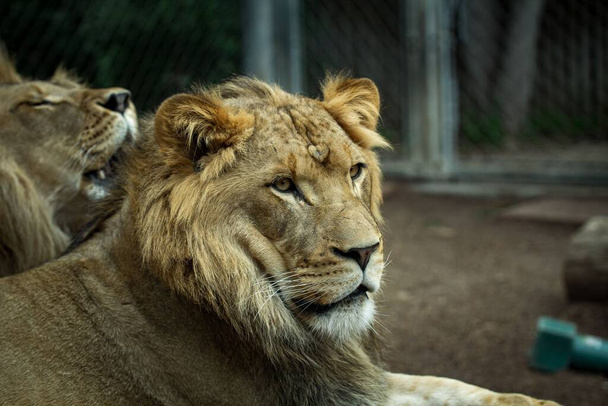 A closeup shot of a male lion in a zoo cage - Fotó, kép