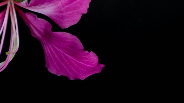 A closeup shot of bright purple flower petals on a black background - Fotografie, Obrázek